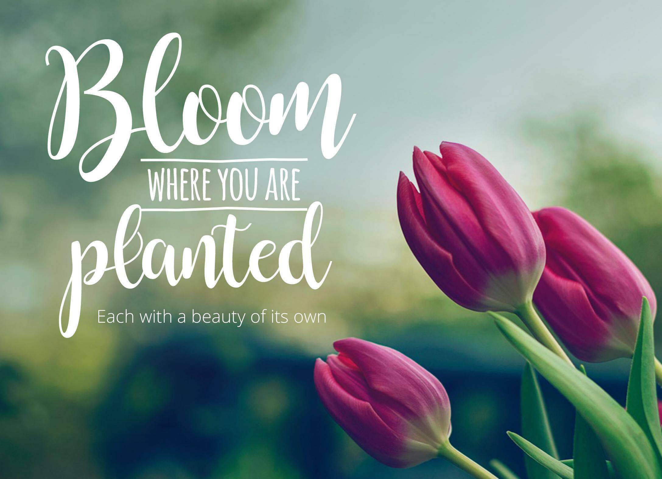 Bloom Where You Are Planted